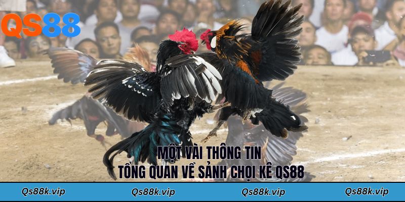 Một vài thông tin tổng quan về sảnh chọi kê QS88