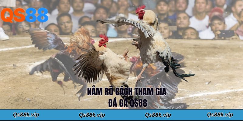Nắm rõ cách tham gia đá gà QS88
